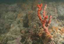 PUGLIA: scoperta una barriera corallina nel mare pugliese, verità o fake news? PUGLIA